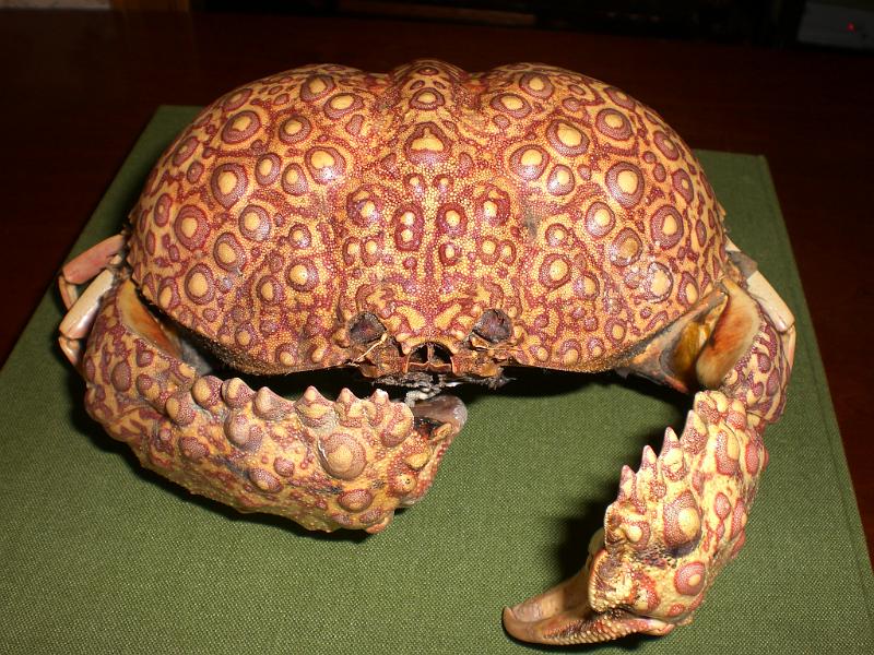 calappa japonica T.F. coll. frontal view.jpg